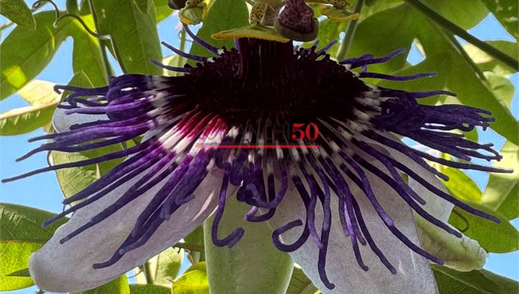 FIORE PASSIFLORA DEL PERGOLATO