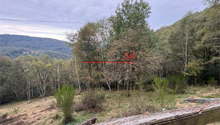 bosco frontale e vista dalla casa 